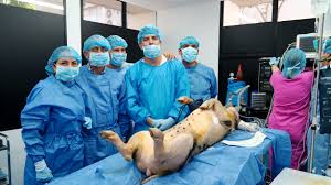 Innovación tecnológica para trasplante de órganos fue desarrollada en Universidad del Valle